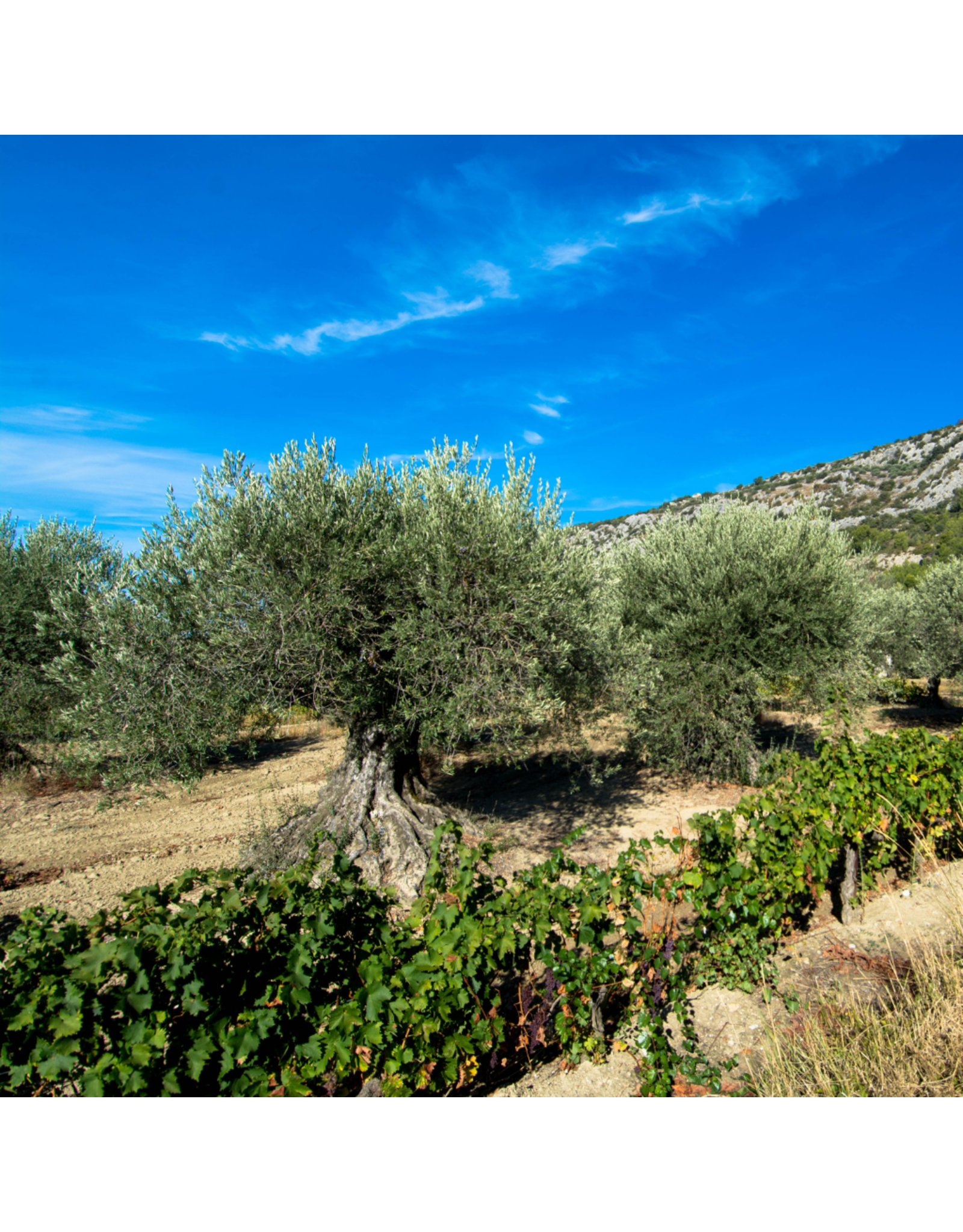 Arbequina (Robust Chile)