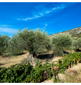Arbequina (Robust Chile)