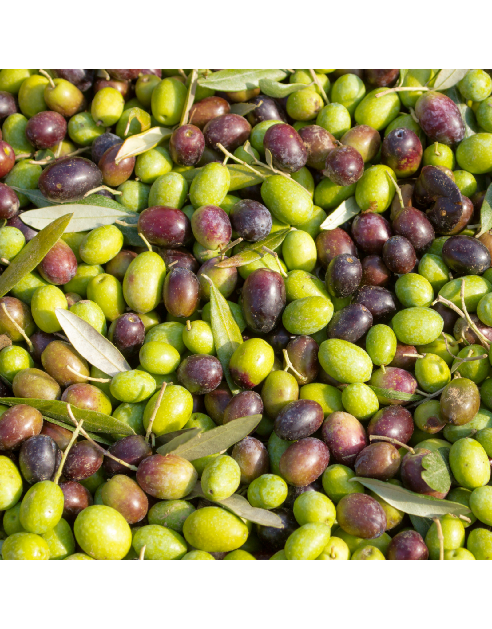 Organic Chetoui (Tunisia)