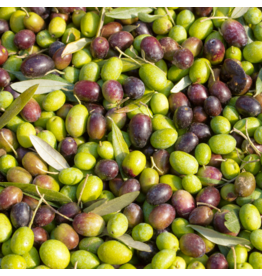 Organic Chetoui (Tunisia)