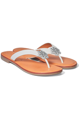 Brighton Brighton Aster ORC2 Flower Thong