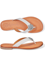 Brighton Brighton Aster ORC2 Flower Thong
