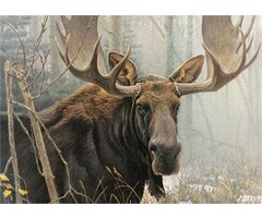 Cobble Hill Puzzles 500 pcs - Bull Moose (Robert Bateman)