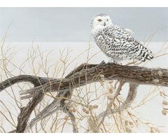 Cobble Hill Puzzles 500 pcs - Fallen Willow Snowy Owl (Robert Bateman)
