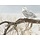 500 pcs - Fallen Willow Snowy Owl (Robert Bateman)