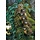 1000 pcs - Family Tree