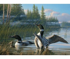 Cobble Hill Puzzles 1000 pcs - Common Loons