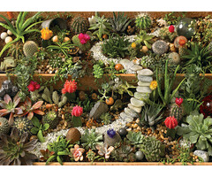Cobble Hill Puzzles 1000 pcs - Succulent Garden