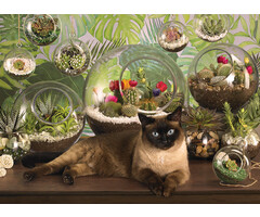 Cobble Hill Puzzles 1000 pcs - Terrarium Cat