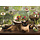 1000 pcs - Terrarium Cat