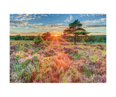 Jumbo Puzzles 500 pcs - Heather at Sunset
