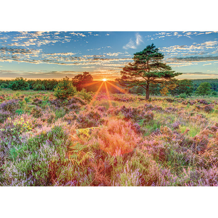Jumbo Puzzles 500 pcs - Heather at Sunset