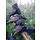 1000 pcs - Raven Rendezvous