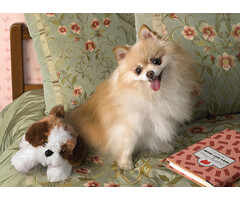 Cobble Hill Puzzles 500 pcs - Bedtime