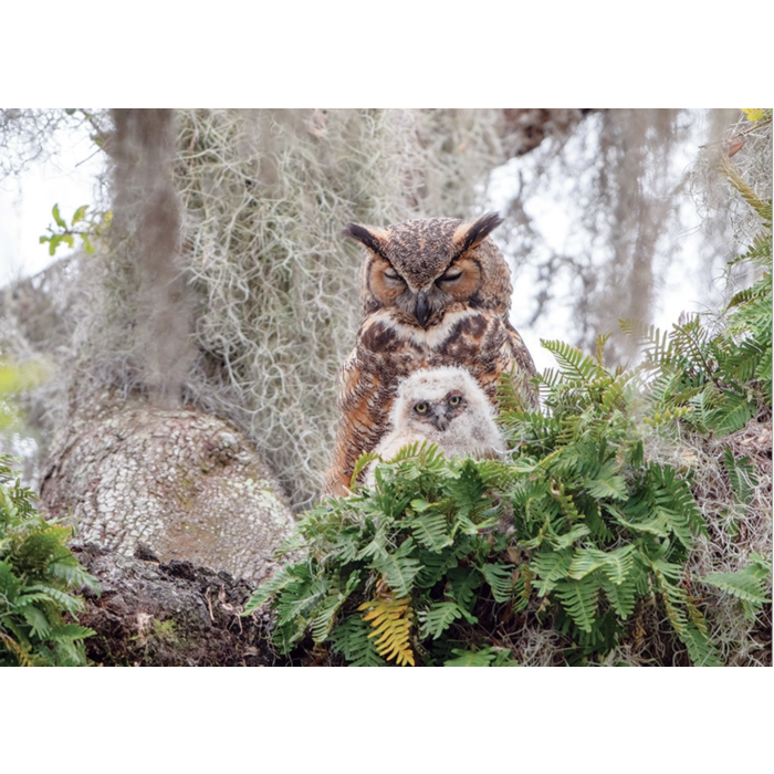 Cobble Hill Puzzles 1000 pcs - Great Horned Owl