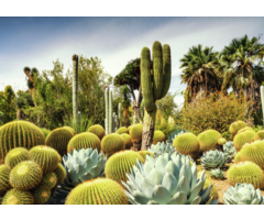 Ravensburger 1000 pcs - Huntington Desert Garden, California, USA