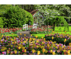 Ravensburger 1000 pcs - Keukenhof Gardens Netherlands