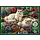1000 pcs - Ragdolls