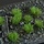 Gamers Grass 6mm Tuft Small -