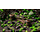 Gamers Grass Basing Bits -
