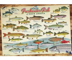 Cobble Hill Puzzles 1000 pcs - Freshwater Fish of North America