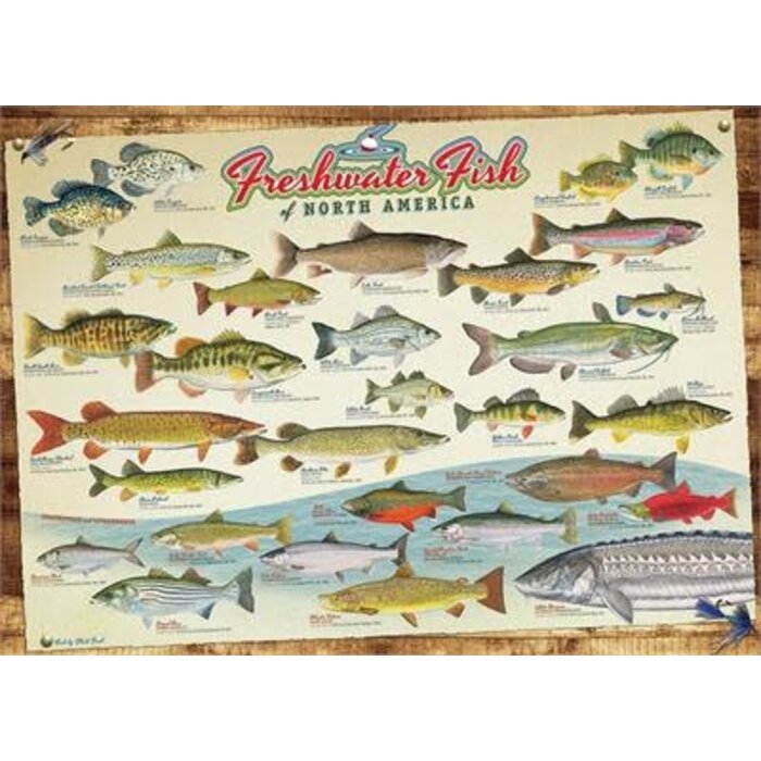 Cobble Hill Puzzles 1000 pcs - Freshwater Fish of North America