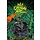 Six Crowns in Hell RPG