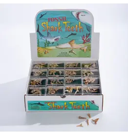 GeoCentral GeoCentral Shark Teeth Souvenir Box