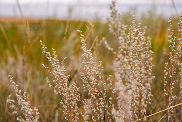 Wheat fields of Saskatoon in the fall months.