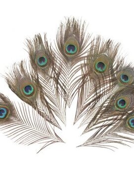 Peacock Feathers 5ct.