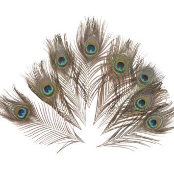 Peacock Feathers 5ct.