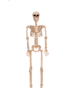 36" Posable Skeleton