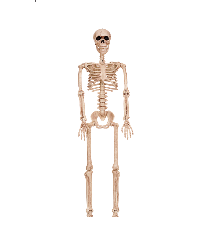 36" Posable Skeleton