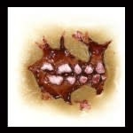 Zombie Cheek Decay – 3D FX Transfers