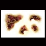 Zombie Rot – 3D FX Transfers