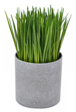 Onion Grass in round cement pot - 19cm