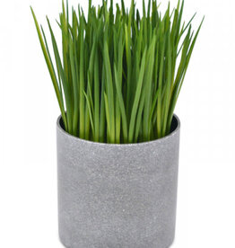 Onion Grass in round cement pot - 19cm