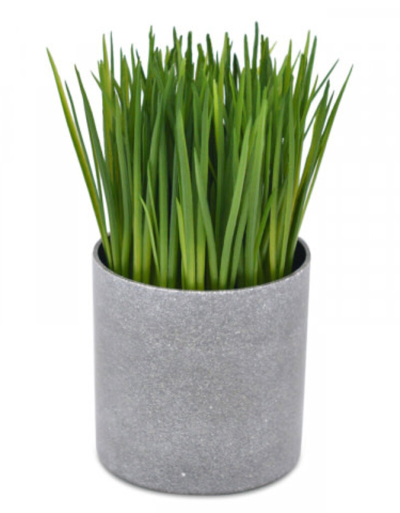 Onion Grass in round cement pot - 19cm