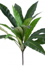 Green Dracaena - 56cm