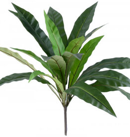 Green Dracaena - 56cm