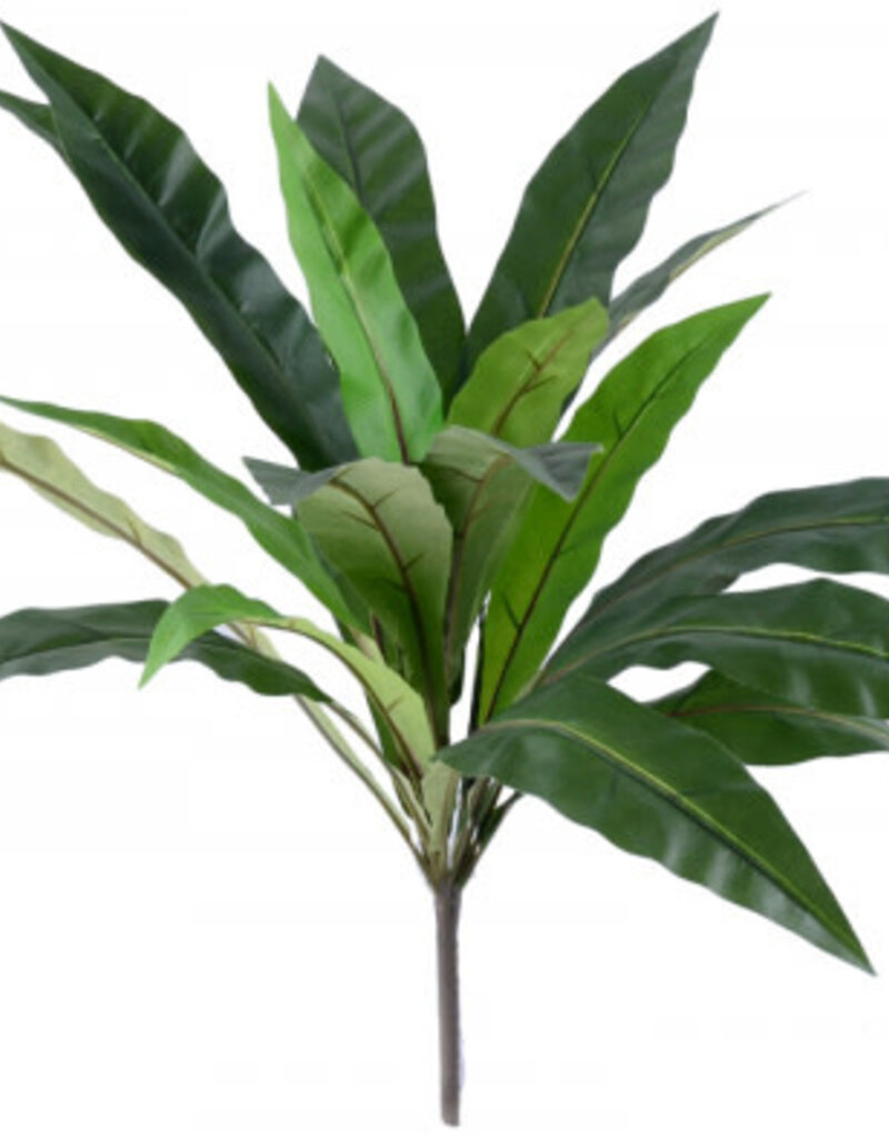 Green Dracaena - 56cm