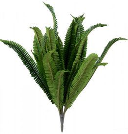 Boston Fern Bunch - 52cm