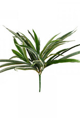 Dracanena Grass - 47cm