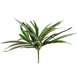 Dracanena Grass - 47cm