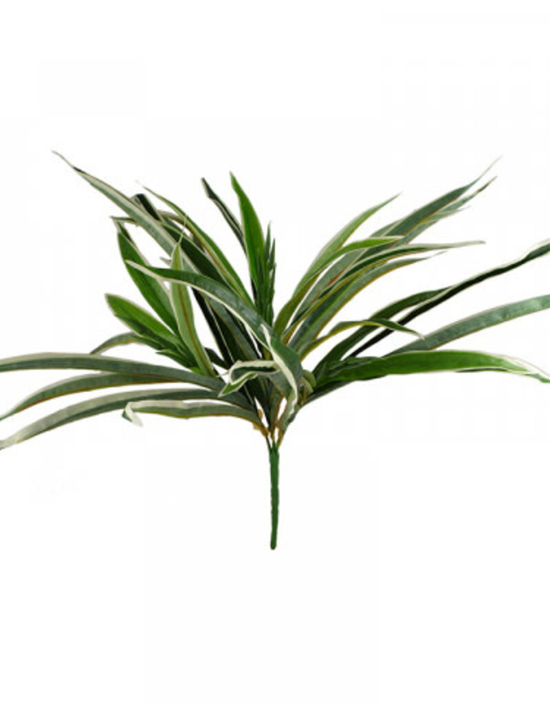 Dracanena Grass - 47cm