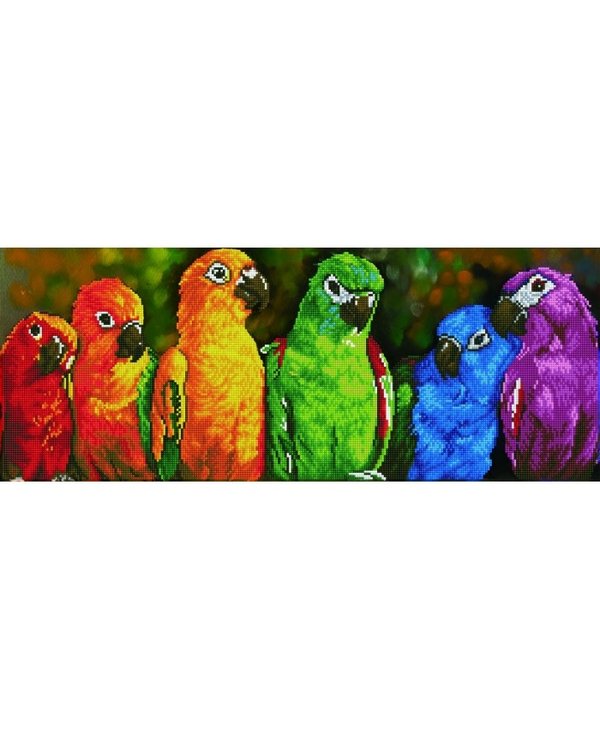 Rainbow parrots