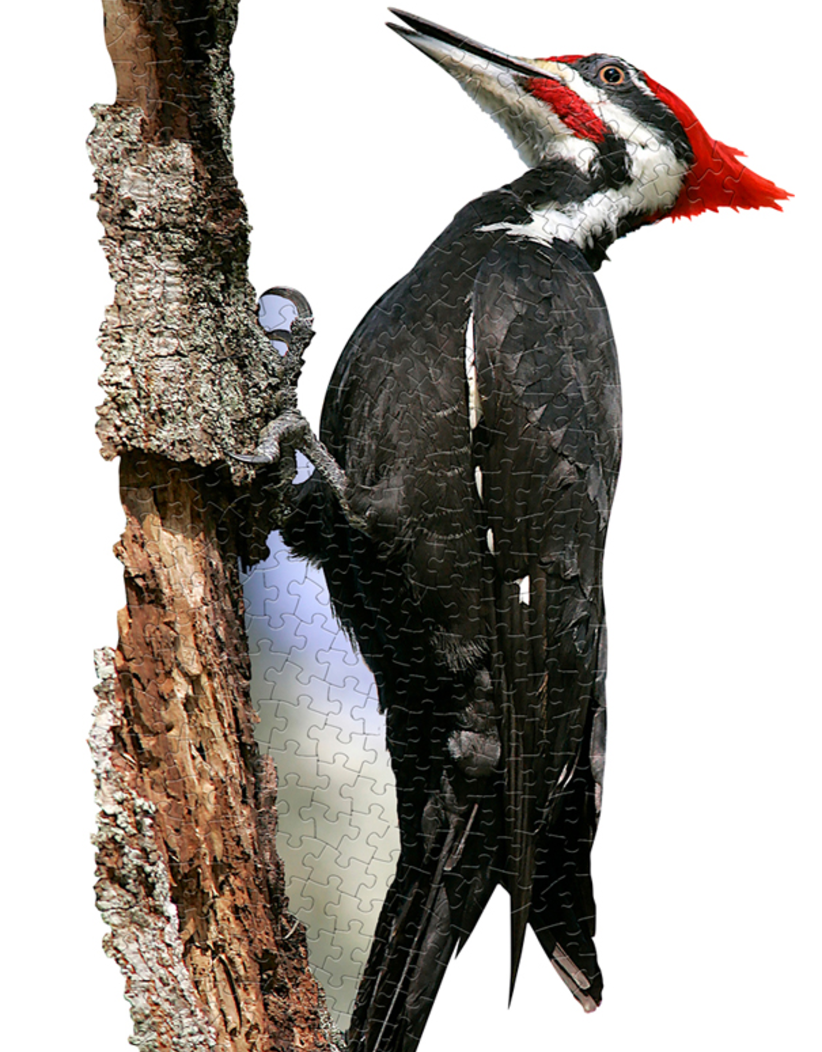 I am Woodpecker