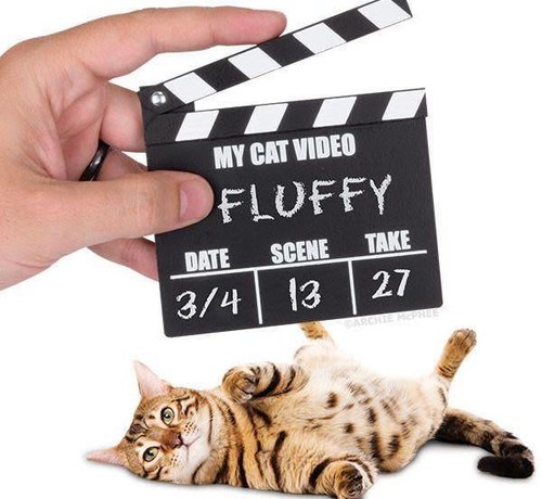 Awesome Cat Video Clapperboard