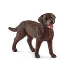 Labrador Retriever, Female