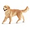 Golden Retriever, Female